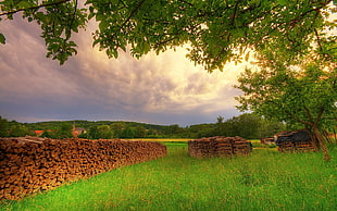 pile of firewood on green grass field HD wallpaper