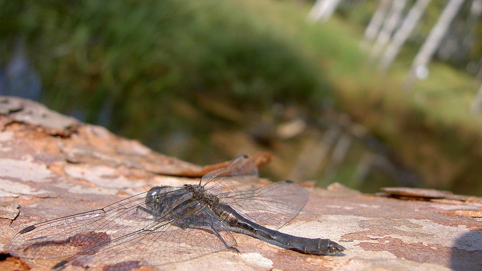 gray dragonfly perched on tree bark closeup photography HD wallpaper