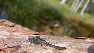 gray dragonfly perched on tree bark closeup photography