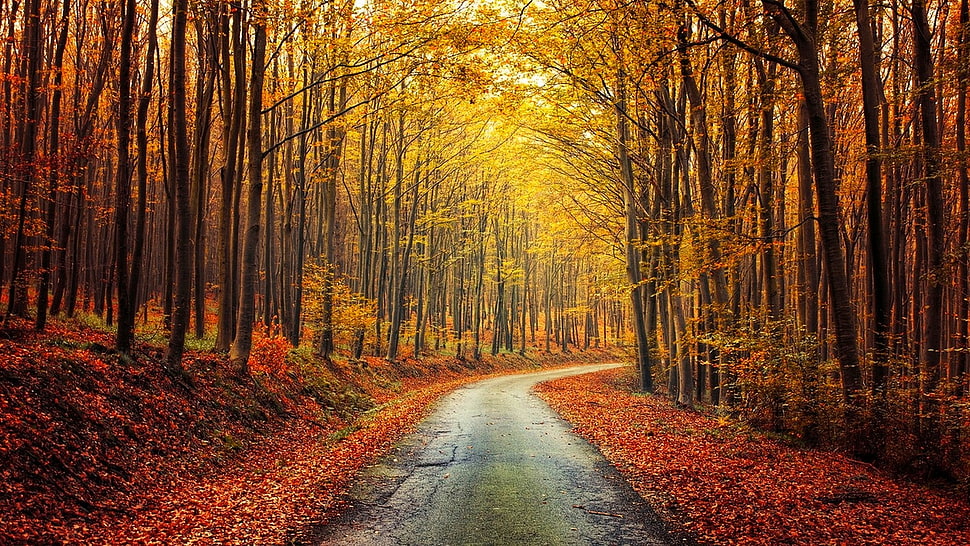 empty gray pathway between trees HD wallpaper