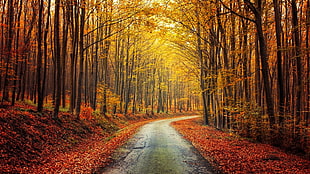 empty gray pathway between trees