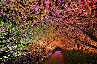 pink and green leaf trees between pathway HD wallpaper