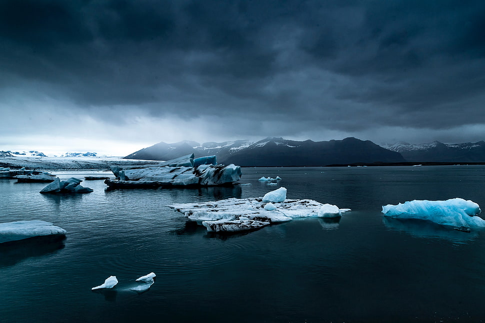 white seagull, nature, landscape, ice, clouds HD wallpaper