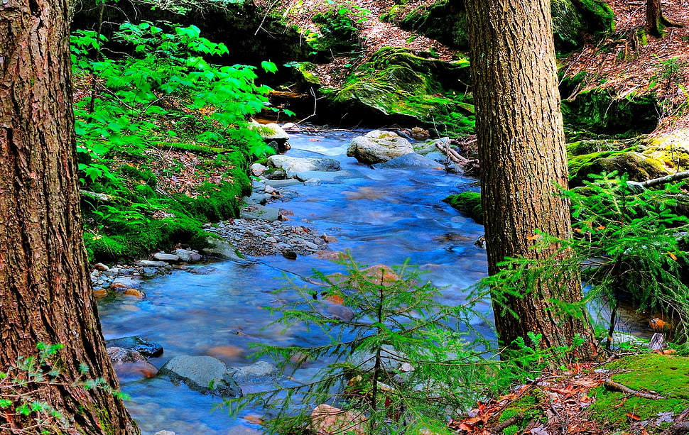 river near brown wooden tree HD wallpaper