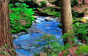 river near brown wooden tree