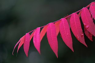 closeup photo of red leaf plant HD wallpaper