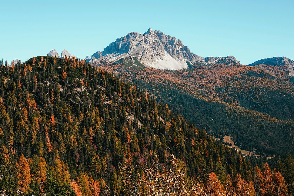 orange and green pine trees, mountains, forest, landscape, fall HD wallpaper