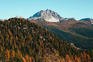 orange and green pine trees, mountains, forest, landscape, fall