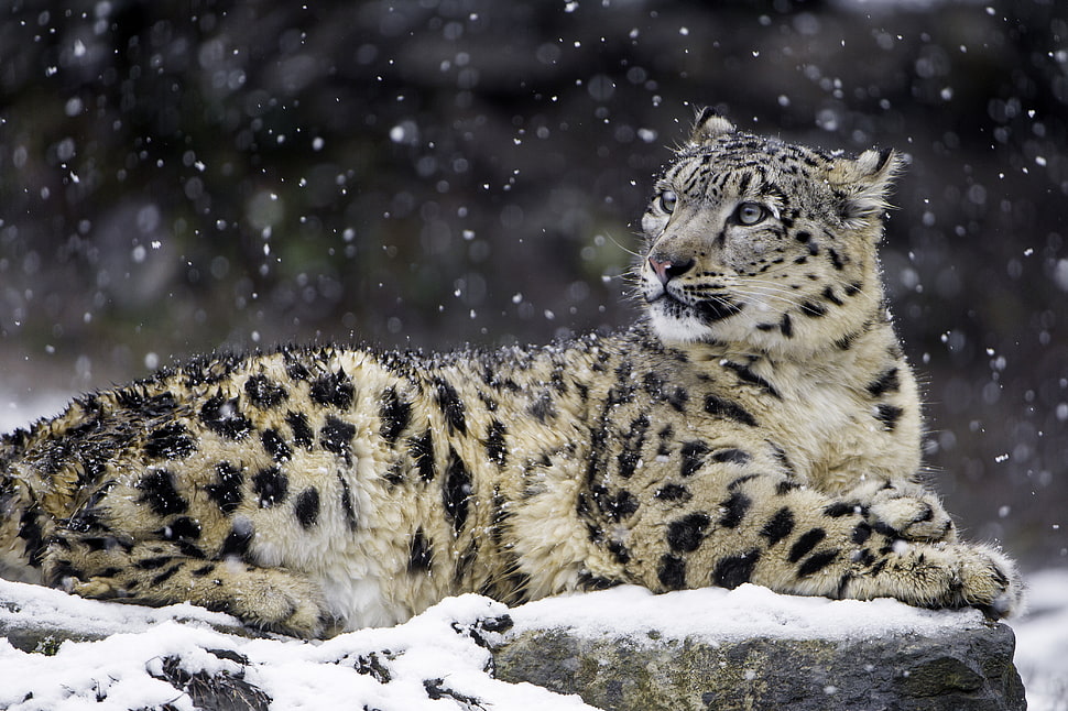 white and black wild car on snow HD wallpaper