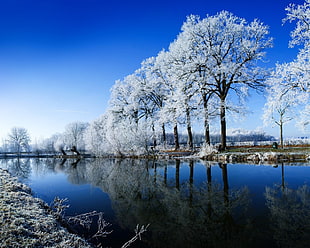 white leaf trees near body of water under blue sky