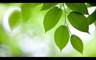 green leaves, leaves, plants, green HD wallpaper