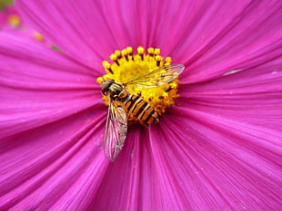 Hoverfly on pink Cosmos flower in bloom HD wallpaper