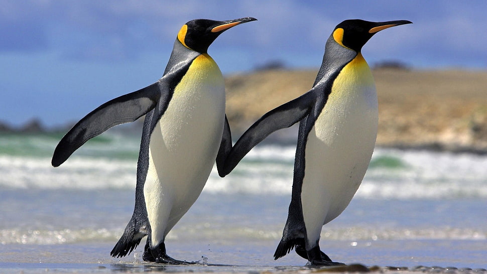 two white-and-black Emperor Penguins walking on shore during daytime HD wallpaper