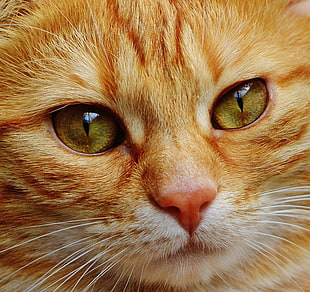 close-up photo of orange cat