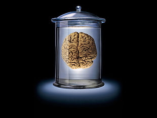 brain illustration HD wallpaper