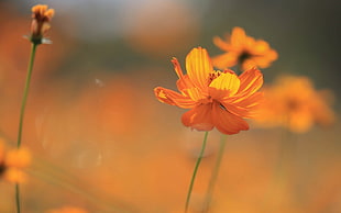 orange flower, nature, flowers, Cosmos (flower), orange flowers