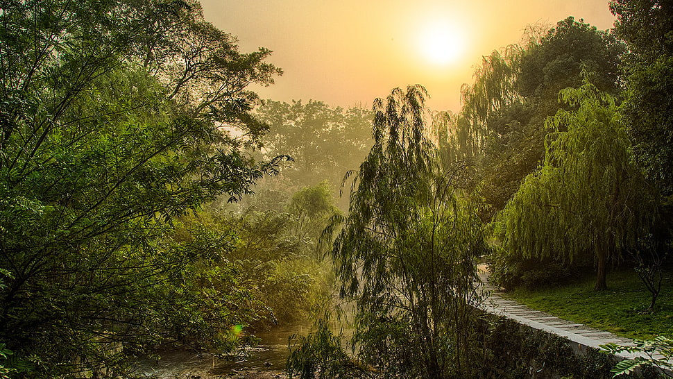 green trees, nature, China, Hangzhou, West Lake HD wallpaper