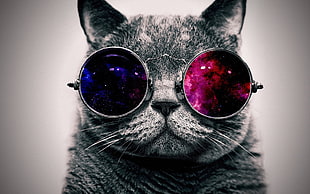gray cat in blue and pink sunglasses