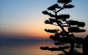 green tree, pine trees