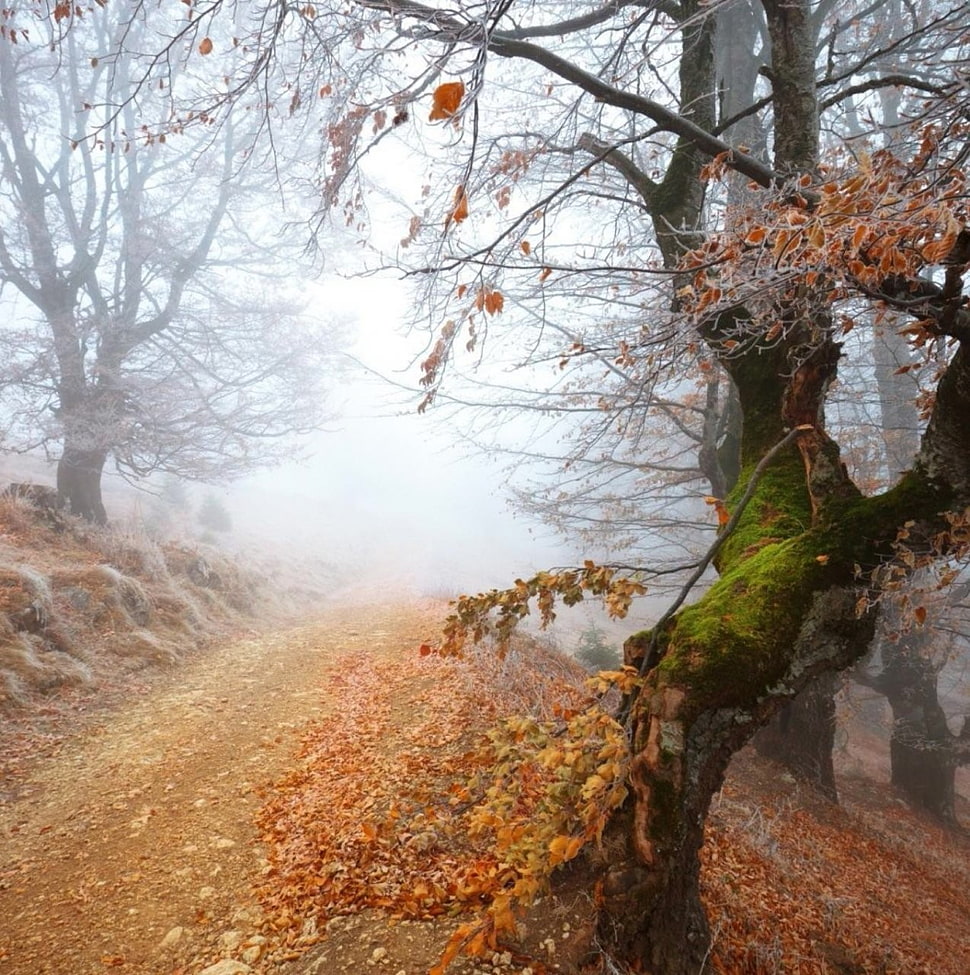 brown leafed tree, nature, mist HD wallpaper