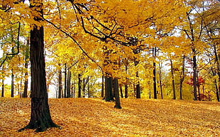 autumn season forest photo HD wallpaper