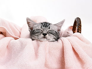 gray tabby kitten sleeping on basket