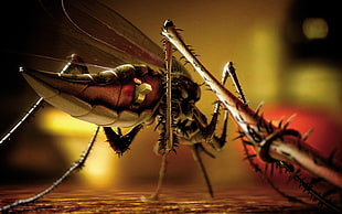 macro photography of black mosquito, macro