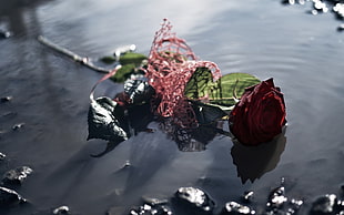 red rose, water, flowers, rose