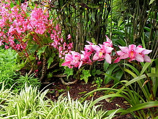 pinkish white flowers beside spider plant