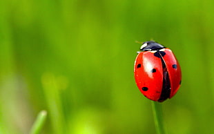 6-spotted red Ladybug in close-up photography