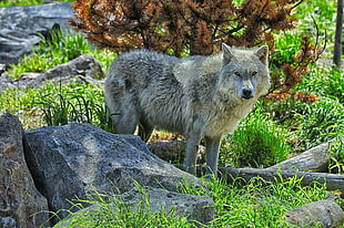 gray and white wolf standing beside brown leaf plant
