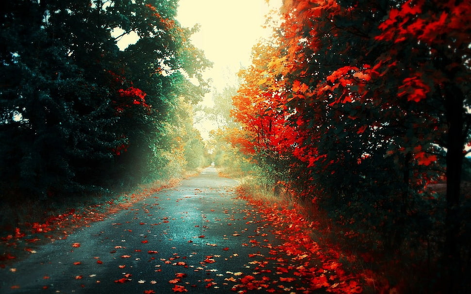 gray concrete road between yellow and red leaf trees at daytime, road, fall HD wallpaper