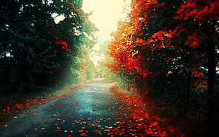 gray concrete road between yellow and red leaf trees at daytime, road, fall
