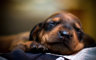 tan and black Dachshund puppy closeup photography