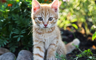 orange kitten photograph HD wallpaper