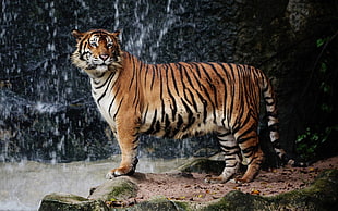 brown and white tiger, tiger, nature, big cats, animals