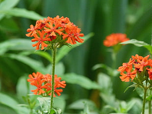 orange Gloxinia flower HD wallpaper