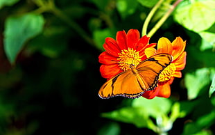 orange and black butterfly on red Daisy flower during daytime