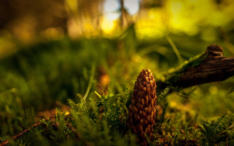selective focus photo of pinecone HD wallpaper