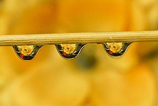 shallow focus photography of three water droplets