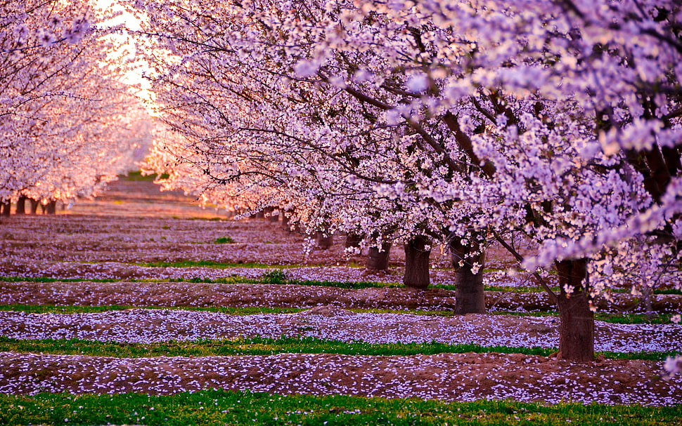 purple cherry blossom trees, nature, landscape, pink flowers, trees HD wallpaper