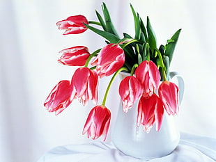 white vase with pink Tulips HD wallpaper