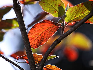 close up photo of orange and green leaf tree