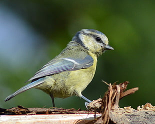 green and gray bird on brown tree branch, blue tit