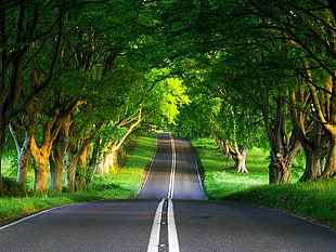 asphalt road between green trees during daytime