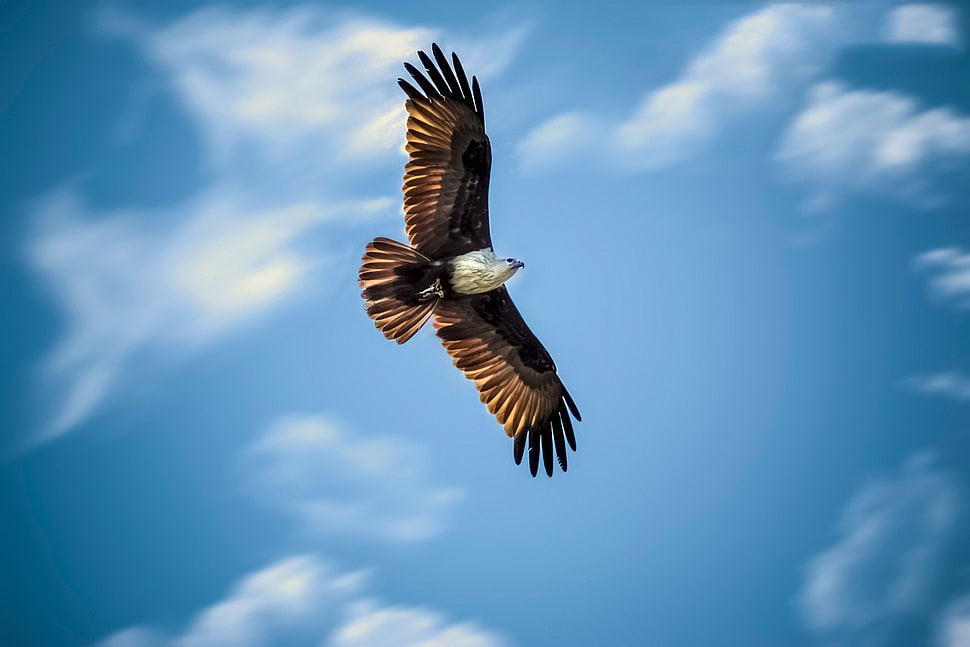 grey and black bird, animals, eagle, flying HD wallpaper