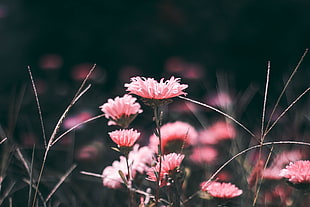 pink chrysanthemum flowers, Flowers, Pink, Blur HD wallpaper