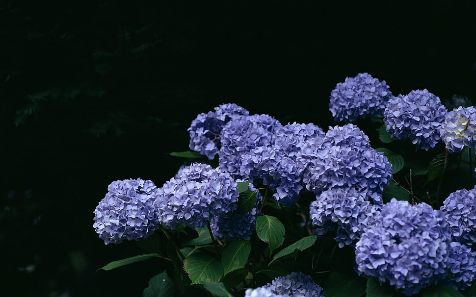 selective focus photography of purple hydrangeas HD wallpaper