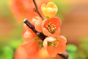 pink petaled flower blooming during daytime, quince
