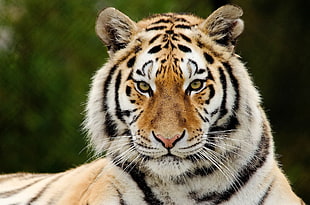 orange and white Bengal Tiger HD wallpaper